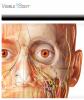 Visible body - Atlas d'anatomie humaine en 3D