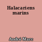 Halacariens marins