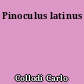 Pinoculus latinus