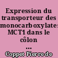 Expression du transporteur des monocarboxylates MCT1 dans le côlon sain et pathologique