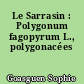 Le Sarrasin : Polygonum fagopyrum L., polygonacées