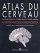 Atlas du cerveau : un guide visuel du système nerveux central humain