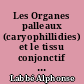 Les Organes palleaux (caryophillidies) et le tissu conjonctif du manteau de Rostanga coccinea Forbes