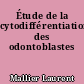 Étude de la cytodifférentiation des odontoblastes